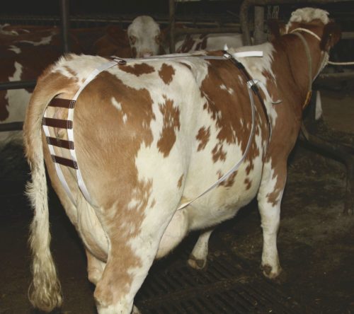 Méhelőesés elleni hám teheneknek - bőr béléssel