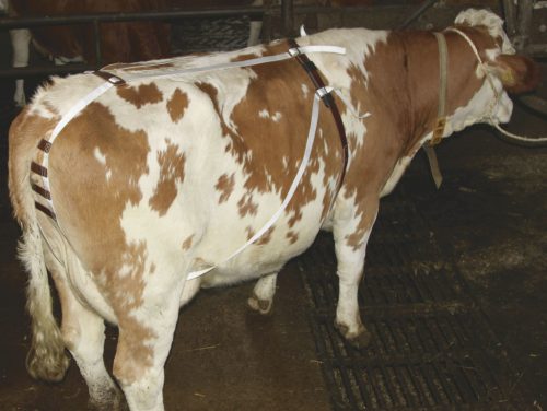 Méhelőesés elleni hám teheneknek - bőr béléssel