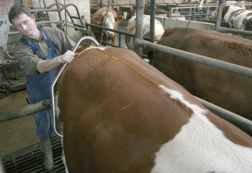 Standard Kerbl rozsdamentes rugásgátló