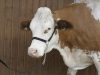 Kötőfék szarvasmarhának láncos vezetőszárral - fekete