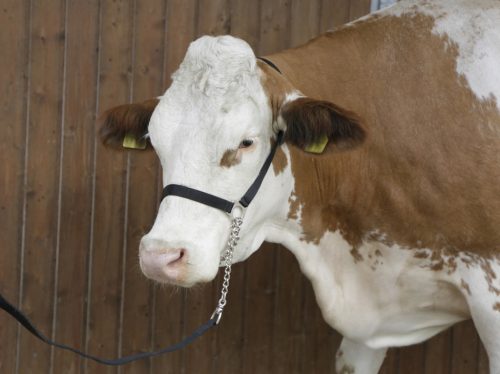 Kötőfék szarvasmarhának láncos vezetőszárral - fekete