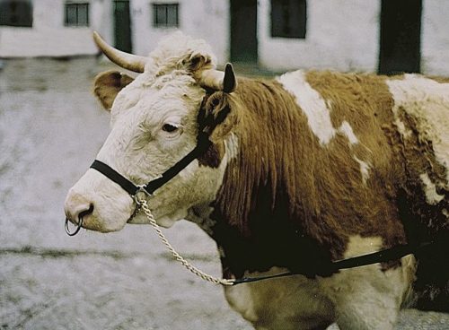 Kötőfék szarvasmarhának láncos vezetőszárral - fekete
