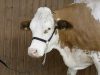 Kötőfék szarvasmarhának láncos vezetőszárral - fekete
