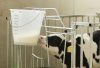 Borjúitató vödör skálával - fehér, átlátszó, 8 l