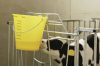 Borjúitató vödör skálával - sárga, átlátszó, 8 l