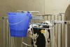 Borjúitató vödör skálával - kék átlátszó, 8 l