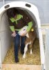 CalfHouse Premium Plus borjúház kerítés nélkül