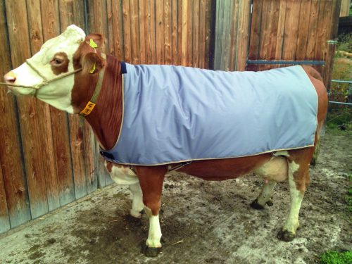 Marhatakaró - szimmentáli és nagyméretű Holstein méret (155 x 140 cm)