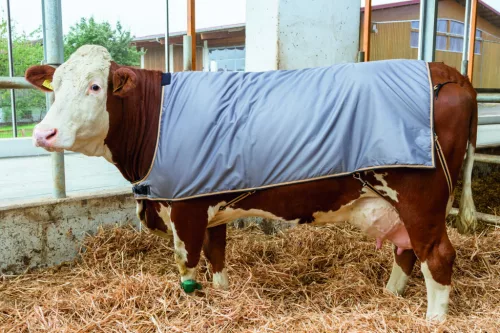 Marhatakaró - szimmentáli és nagyméretű Holstein méret (155 x 140 cm)