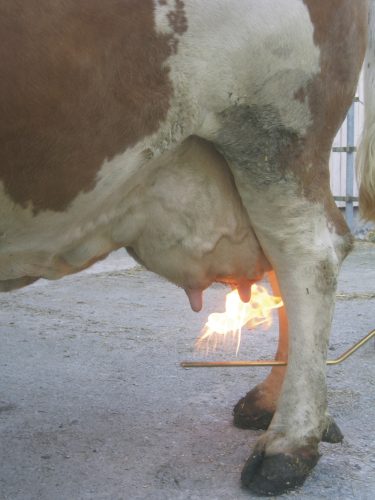 Peventa tőgyszőrtelenítő gázpalack-csatlakozóval, 3 m-es tömlővel és 100 cm-es hajlított lándzsával