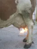 Peventa tőgyszőrtelenítő gázpalack-csatlakozóval, 3 m-es tömlővel és 100 cm-es hajlított lándzsával
