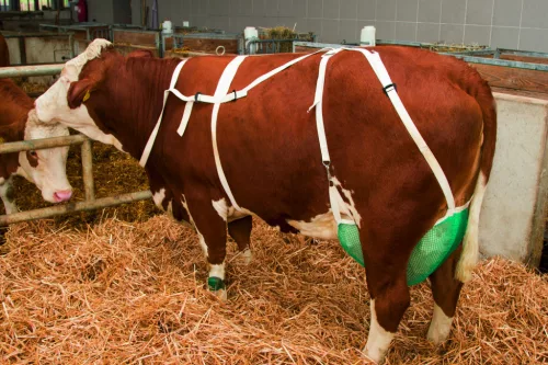 Tőgykötő, tőgyvédő nyakhevederrel - méret: XL