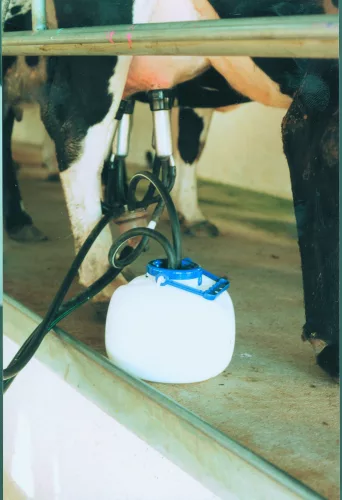 Shoof tőgynegyedfejő - 8 literes