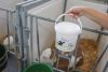 Globigen Colostrum - 1kg