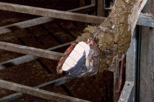 Technovit pataragasztó készlet - 10 db-os