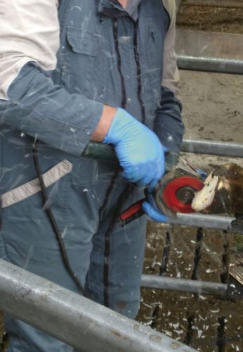 P6 csülökvágó korong - 6 késes, 105 mm