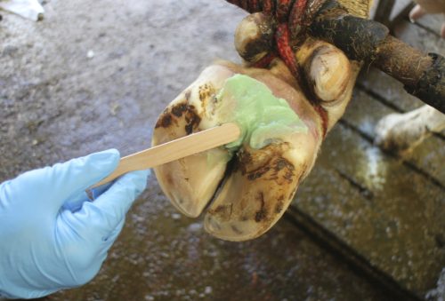 Podoseptan pataápoló paszta, 2.0, 450 ml