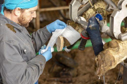 Rollino bandázs - 10 cm x 3 m, 8 db / cs