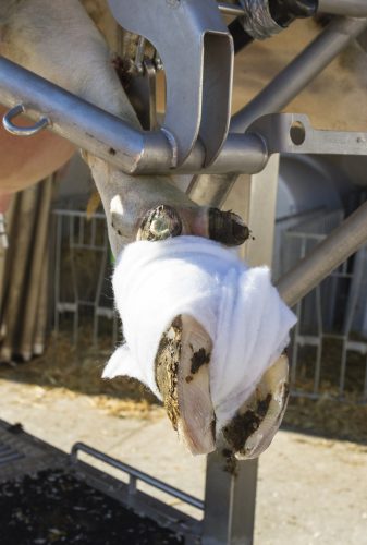 Rollino bandázs - 10 cm x 3 m, 8 db / cs