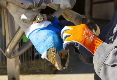 VetLastic öntapadó bandázs - kék, 7,5 cm