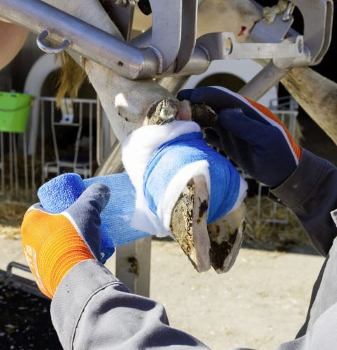 VetLastic öntapadó bandázs - kék, 10 cm