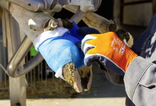 VetLastic öntapadó bandázs - kék, 10 cm