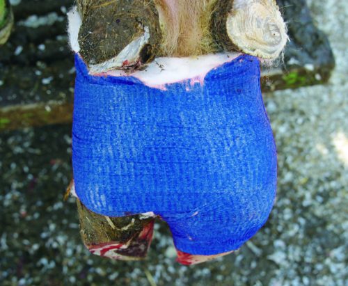 VetLastic öntapadó bandázs - kék, 10 cm