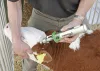GasBuddex szarvtalanító - 20 mm-es pákával, 2 patronnal