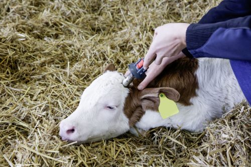 Hegy Portasol 3 gázos szarvtalanító pákához - 15 mm-es