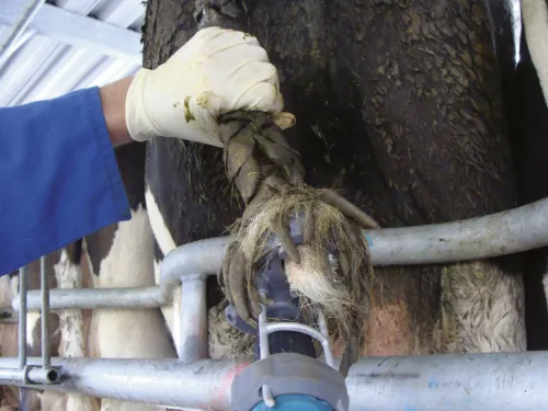 TailWell2 Power farok trimmelő