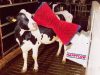 HappyCow szarvasmarha tisztító gépi kefe - PP-kefesörtés