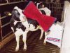 HappyCow szarvasmarha tisztító gépi kefe - PP-kefesörtés