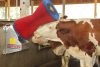 HappyCow szarvasmarha tisztító gépi kefe - PP-kefesörtés