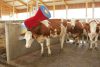 HappyCow szarvasmarha tisztító gépi kefe - PP-kefesörtés