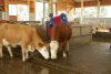 Happycow Duo szarvasmarhatisztító gép