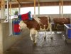 Happycow Duo szarvasmarhatisztító gép