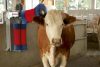 Happycow Duo szarvasmarhatisztító gép