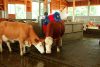 Happycow Duo szarvasmarhatisztító gép