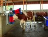 Happycow Duo szarvasmarhatisztító gép