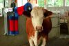 Happycow Duo szarvasmarhatisztító gép