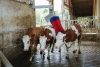 HappyCow MaxiSwing elektromos tisztítókefe