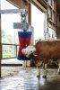 HappyCow MaxiSwing elektromos tisztítókefe