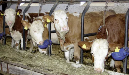 Allweiler K/2 típusú önitató L-alakú, öntöttvas nyelvvel