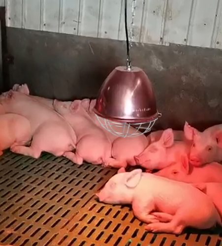 Splash Infralámpa karboncsöves izzóval - IPX7 vízálló, 175W