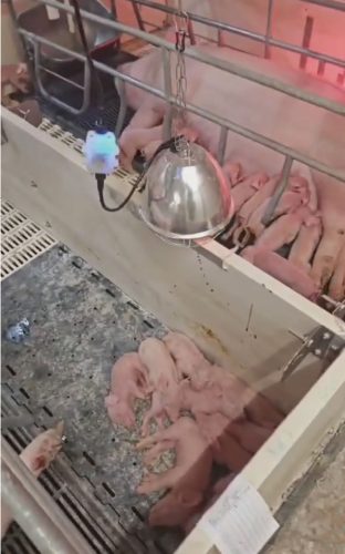 Splash Infralámpa karboncsöves izzóval - IPX7 vízálló, 175W