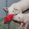 Harapógyűrű malacoknak - 75 cm-es függesztőlánccal