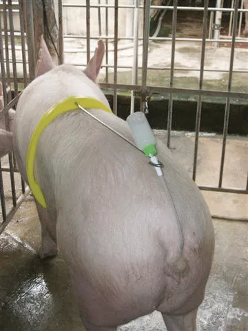 Fémrúd A.I.Buddy termékenyítő nyereghez