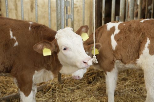 Játszókötél - 8 mm x 250 m, pamut