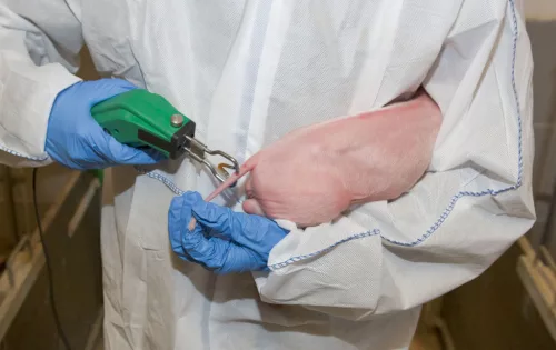 Engel elektromos farokkurtító készülék - vágóél nélkül
