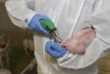 Engel elektromos farokkurtító készülék - egyenes vágóéllel